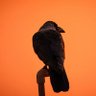 A.D.R's profile picture