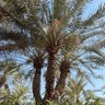 نخلة من بلادي 的头像