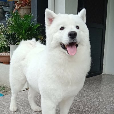 Saymon2323's profile picture
