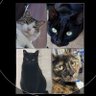 L.T.🐱🐆( Lady blackcat)🌞♒🌙♊asc🦁 INTJ profil fotoğrafı