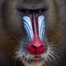 Profilbild von Mandrill