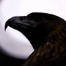 Ali Öz's profile picture