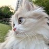 بابانو profil fotoğrafı