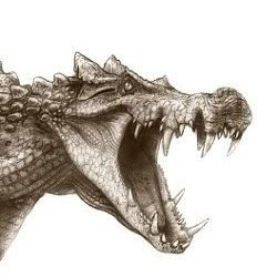 Armin Reindl's profile picture