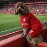 Фото профиля Frank’s Little Dog … (FLD Holdings)