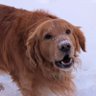 Supreme Golden Retriever 〽️🇺🇸🇮🇪🏴 的头像