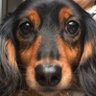 コハルスキー©︎'s profile picture