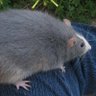 Ratoid 的头像
