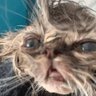mewgenisfan 的头像