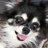 Profilbild von ちょこ