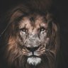 Profilbild von TheRealist247