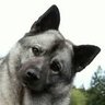 Bjørn the Bear's profile picture