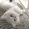崇宁屿 的头像