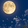 🎑月夜野🌙 profil fotoğrafı