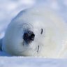 雪ザラシ profil fotoğrafı