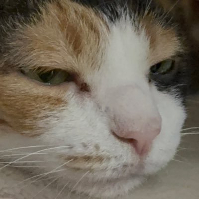 T1A529's profile picture