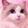 hayuka crea's profile picture