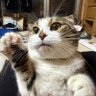 しゅんしゅん's profile picture