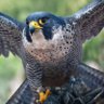 Profilbild von Fighter FalCon