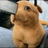 Profilbild von hyper realistic pochita