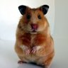 Profilbild von Слонов не бывает