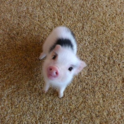 wegosteady's profile picture