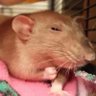 Profilbild von peladios