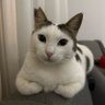 cat's profile picture