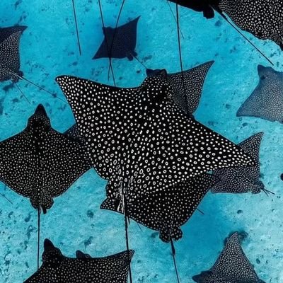 Ocean Wonders's profile picture