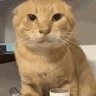 nindeyongledi profil fotoğrafı