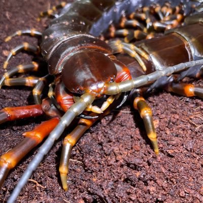 Tarantube's profile picture