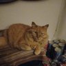 Profilbild von Orange Cat bad