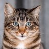 Cats without Borders 的头像