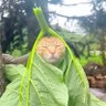 akashmondal.eth profil fotoğrafı