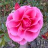 Rosa Mystica 🌹 的头像