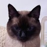 gyz's profile picture