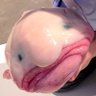 Фото профиля Blob
