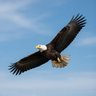 The Eastern Eagle profil fotoğrafı