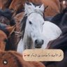 Фото профиля بنت الأنبار