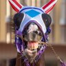 ユエラオ@ナチュ・ピエロ推し🐴🤡's profile picture