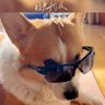 遛狗喂猫 profil fotoğrafı