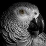 DLM's profile picture