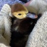 DuckGirl profil fotoğrafı