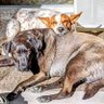 Ayn Rand's Dog profil fotoğrafı