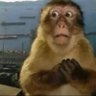The Mista Monkey's profile picture