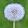 Dandelion's profile picture