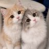 CatPopX😺 profil fotoğrafı