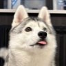 waggingtail profil fotoÄrafı