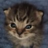 silly's profile picture