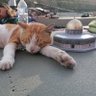 Şeref Kular's profile picture